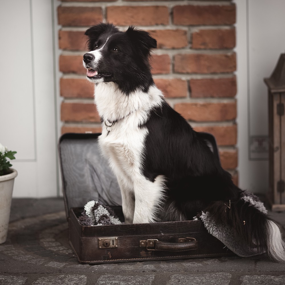 Hund in der Pension